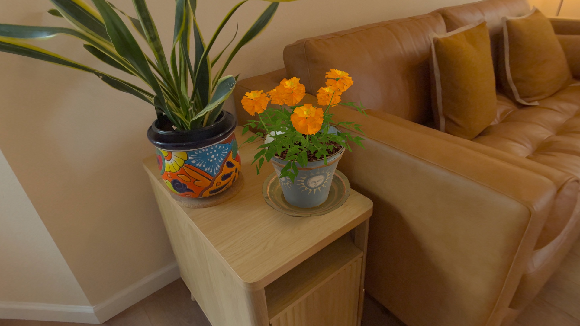 Marigolds and a snake plant in a real living room