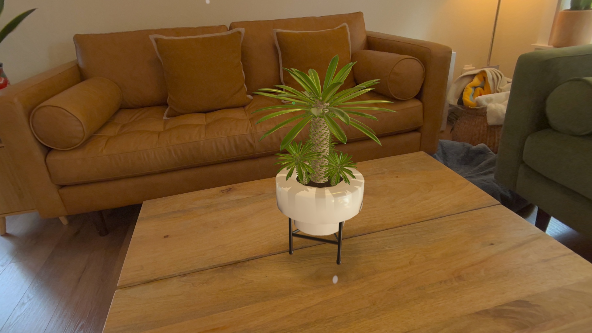 A ponytail palm sized against a real coffee table